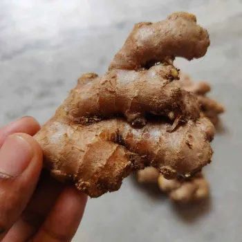 Ginger (29)-4275329-28927.webp